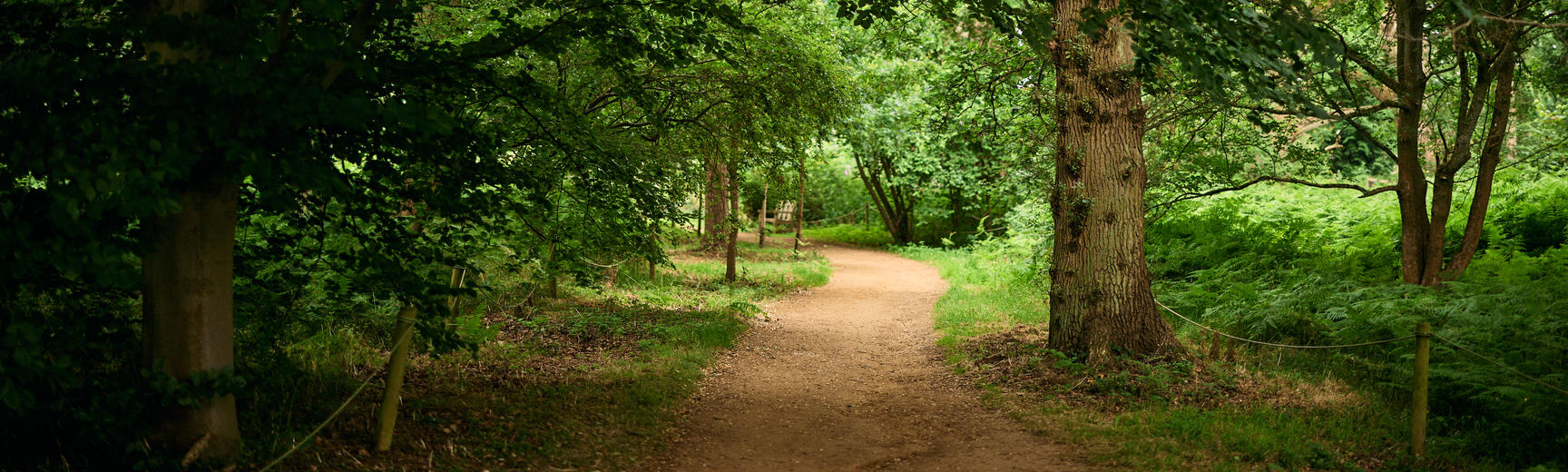 A path through the woods into the distance. There is dappled sunlight