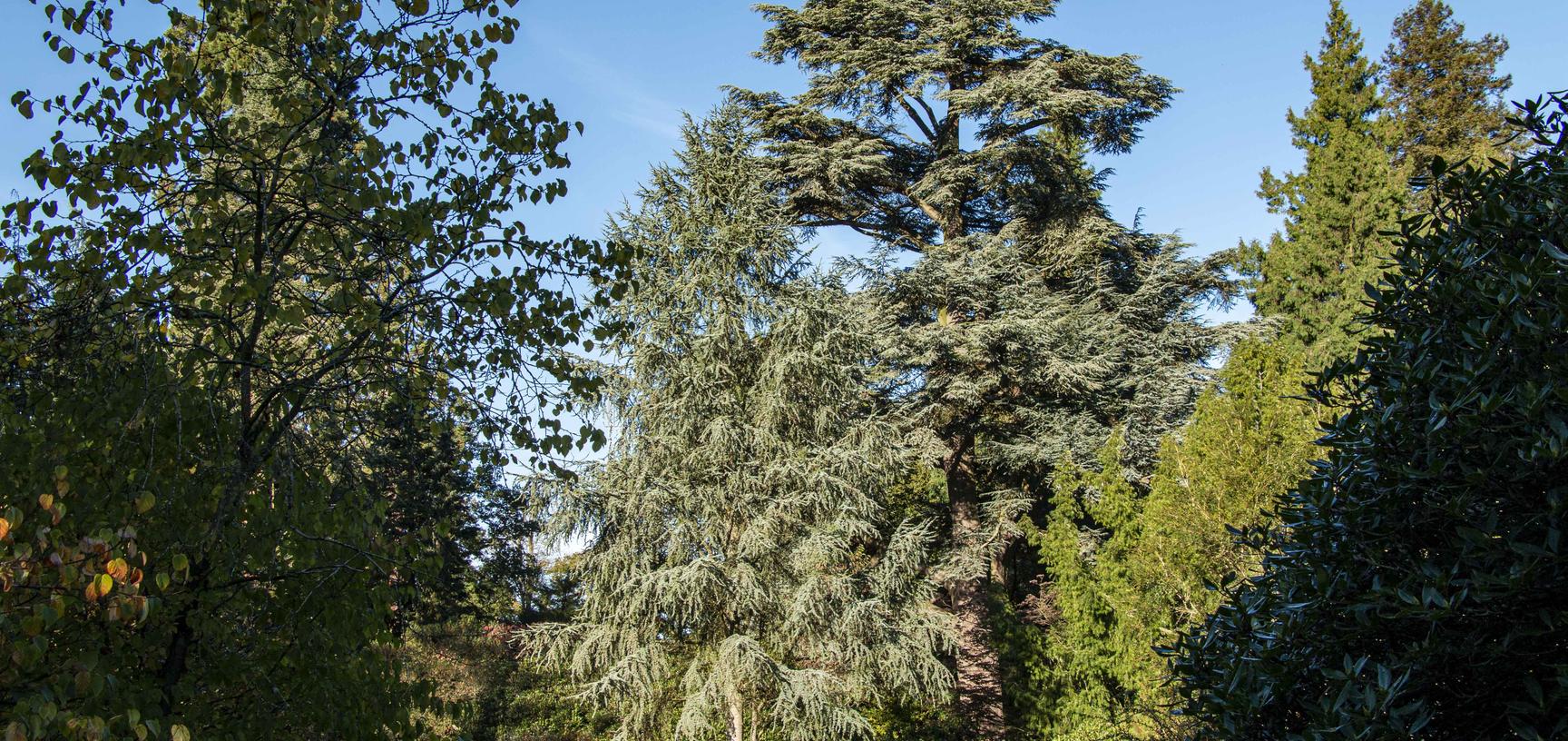 harcourt arboretum autumn 2021