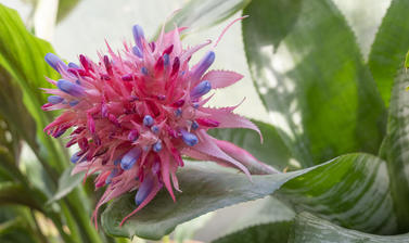 aechmea fasciata  water lily house  botanic garden  glasshouses