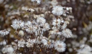 Autumn Merton Border