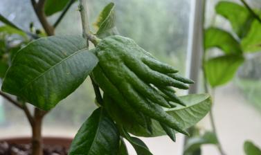 Citrus Medica in Conservatory
