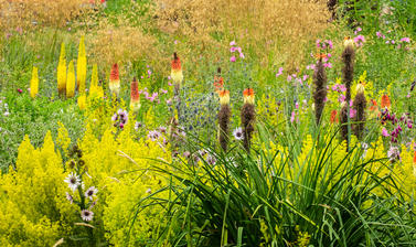 merton borders  p1012409