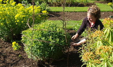staking the euphorbias